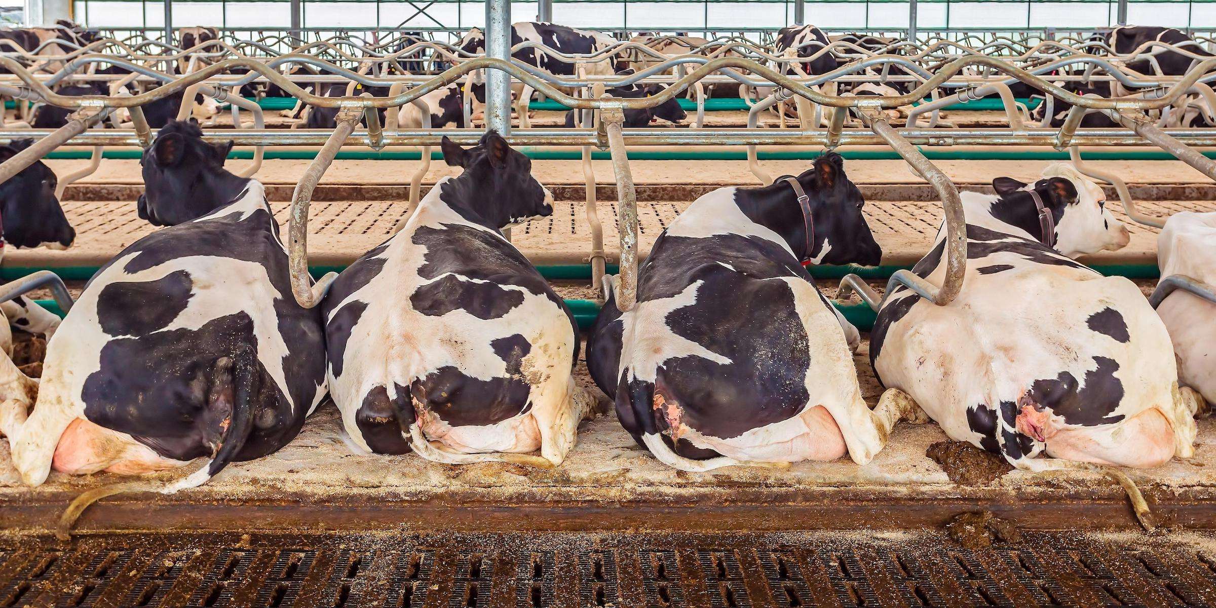 Dairy cows laying down in conventional farming building