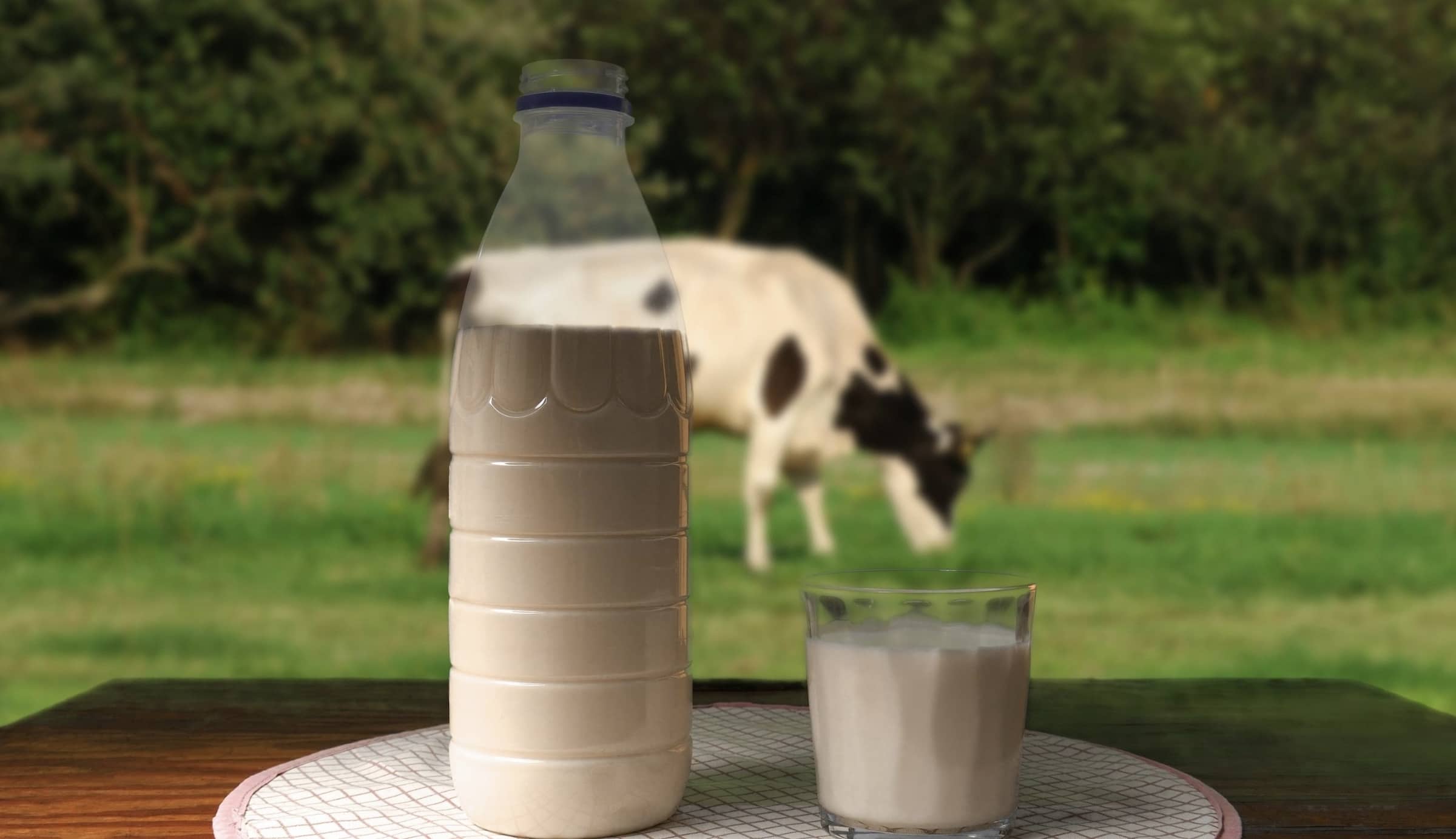 Jar of raw milk in front of milk cow on pasture