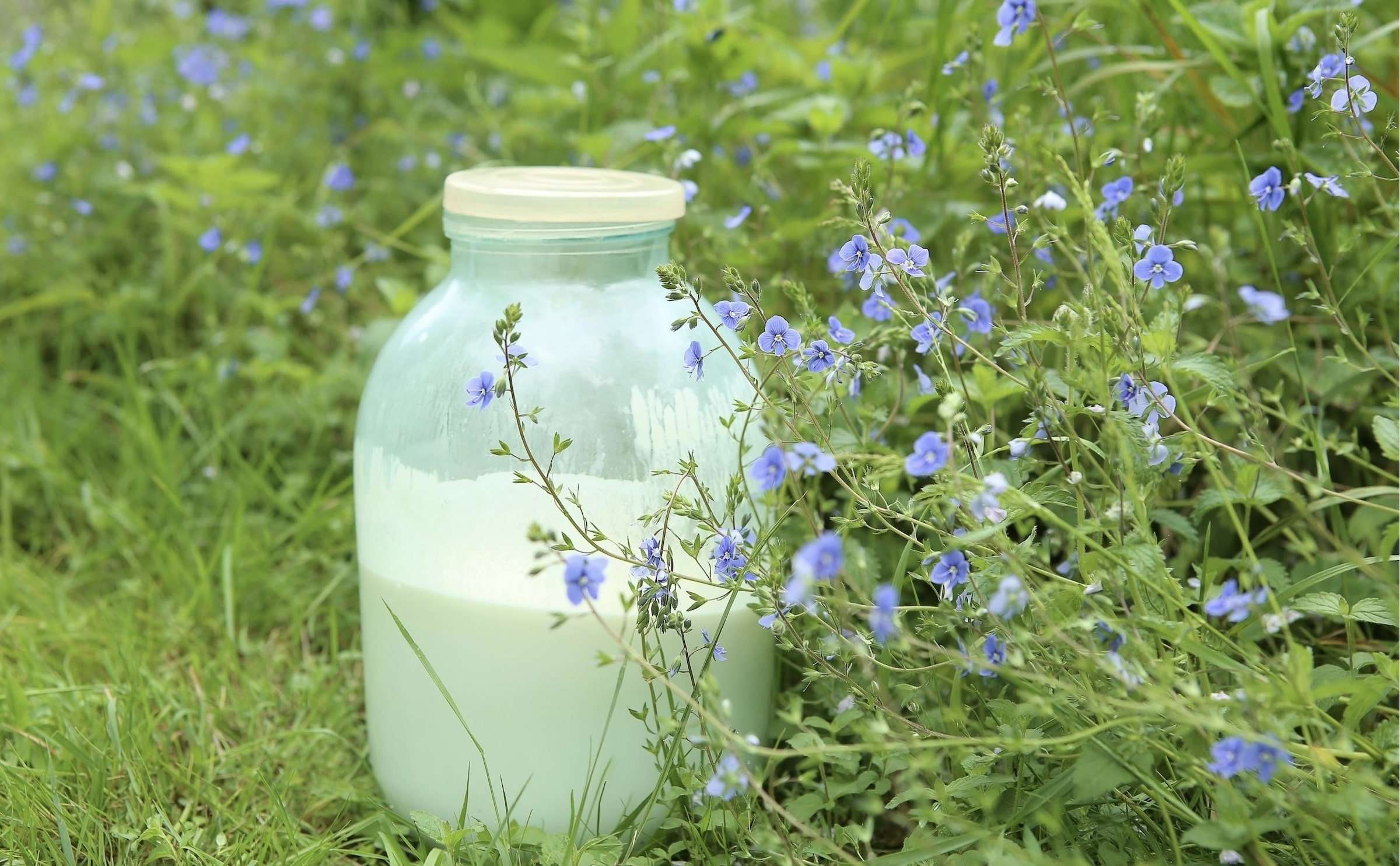 Glass jar of raw milk sitting out in field of wildflowers.