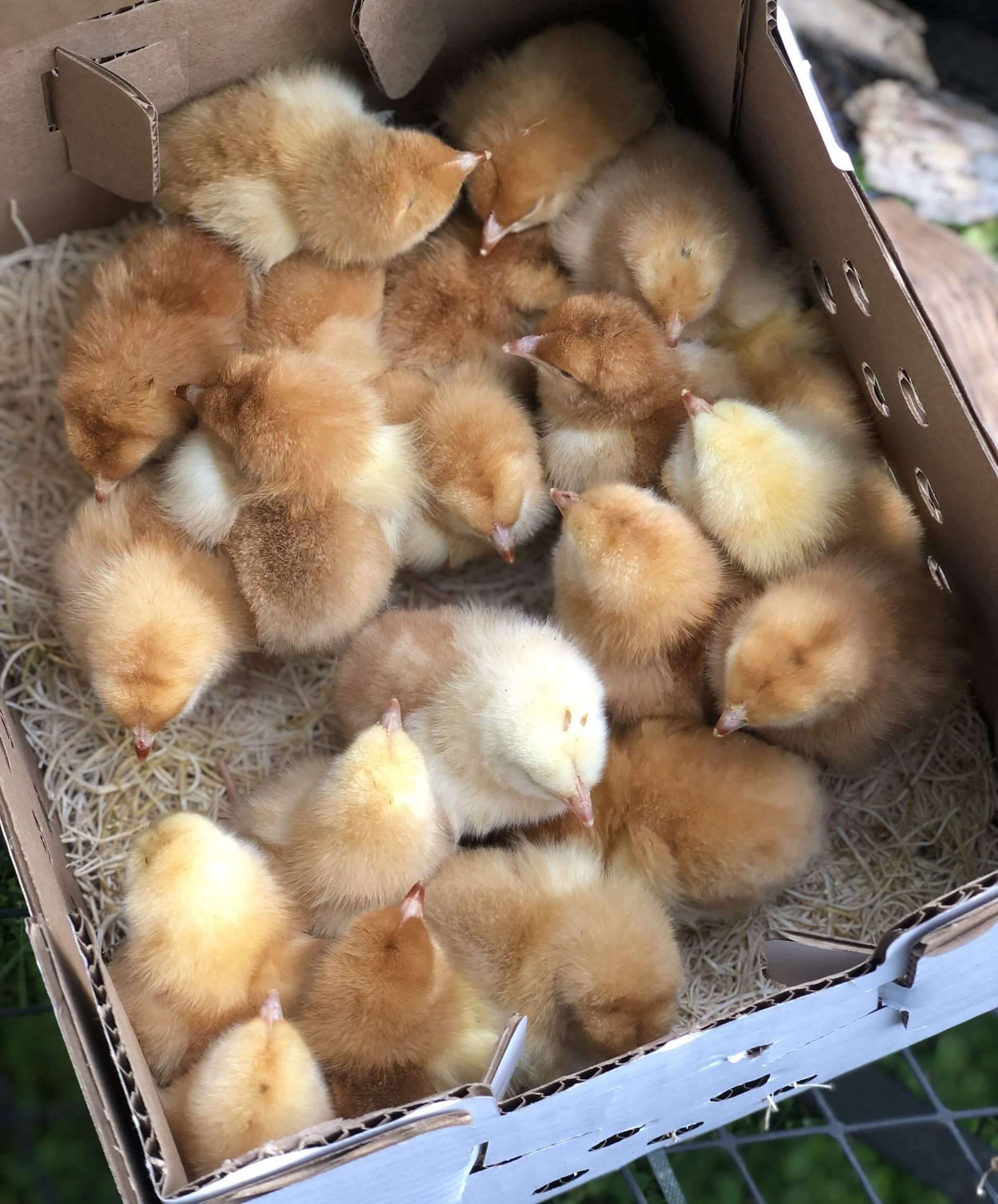 Baby chicks all together in a cardboard box