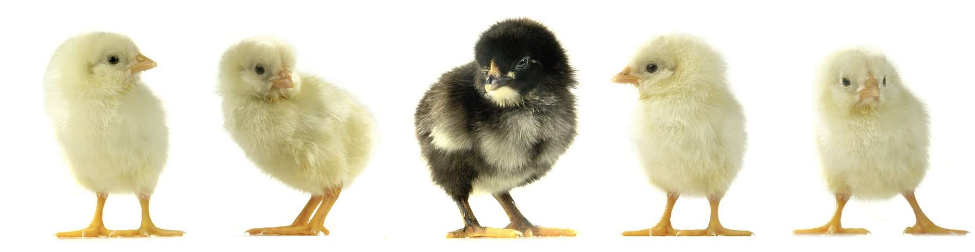 5 day old chicks in a row on a white background.