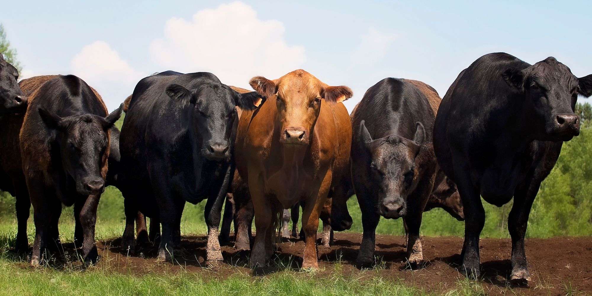 Cows standing in a line outdoors - 5 black cows and a brown one in the middle.