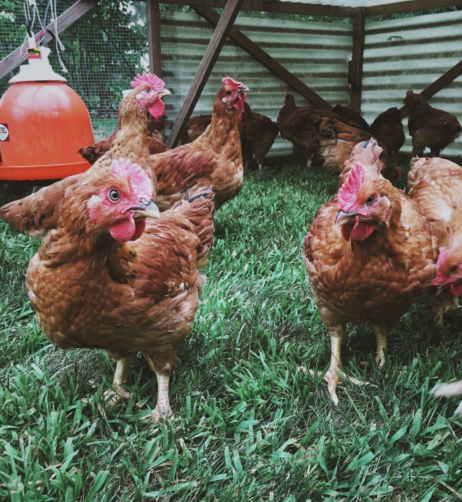 Several brown roosters looking at the camera. They are inside a chicken tractor and standing on grass.