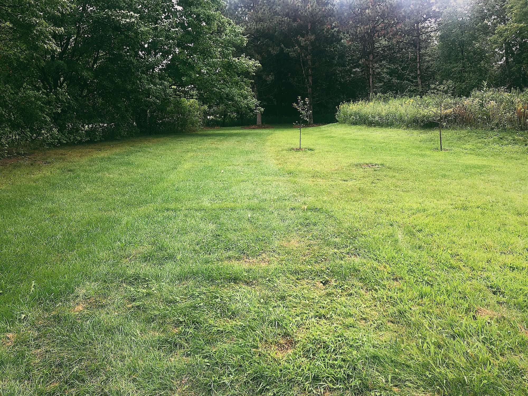 Comparison of green grass on the left and yellow grass on the right