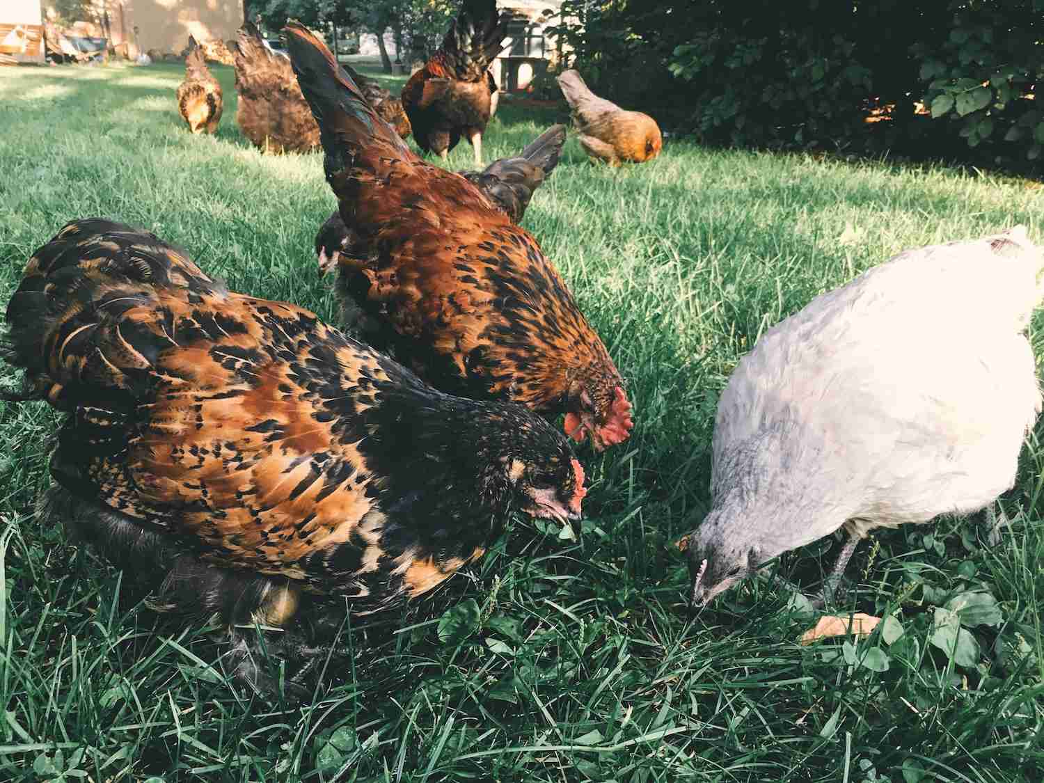 Teenage roosters and a hen foraging