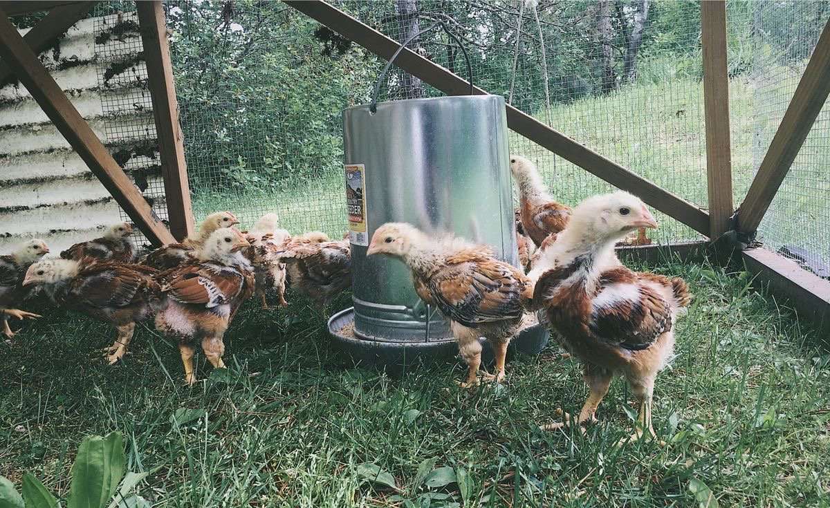 Teenaged red ranger chicks outdoors in a chicken tractor.