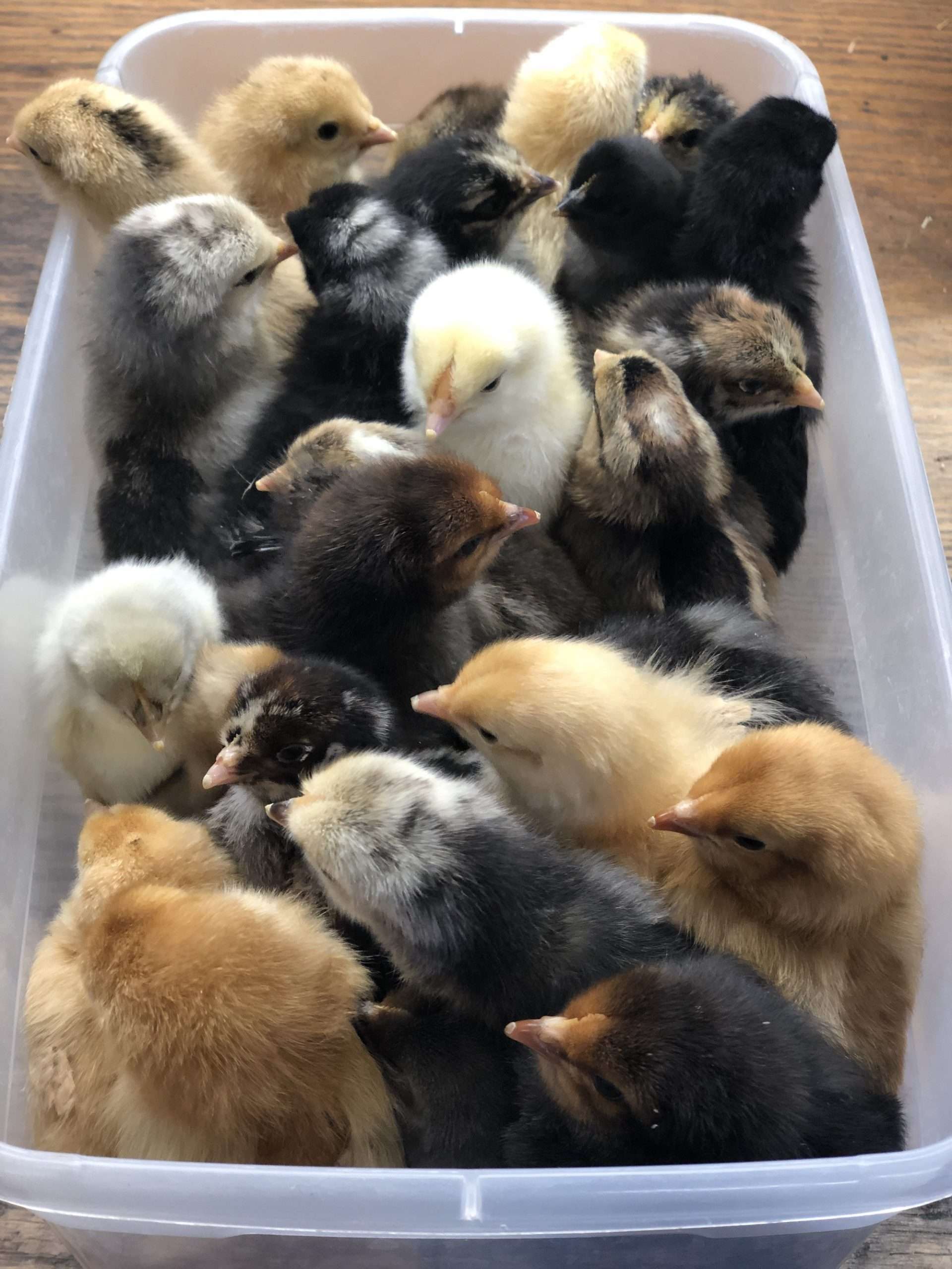 Baby chicks together in a plastic bin 