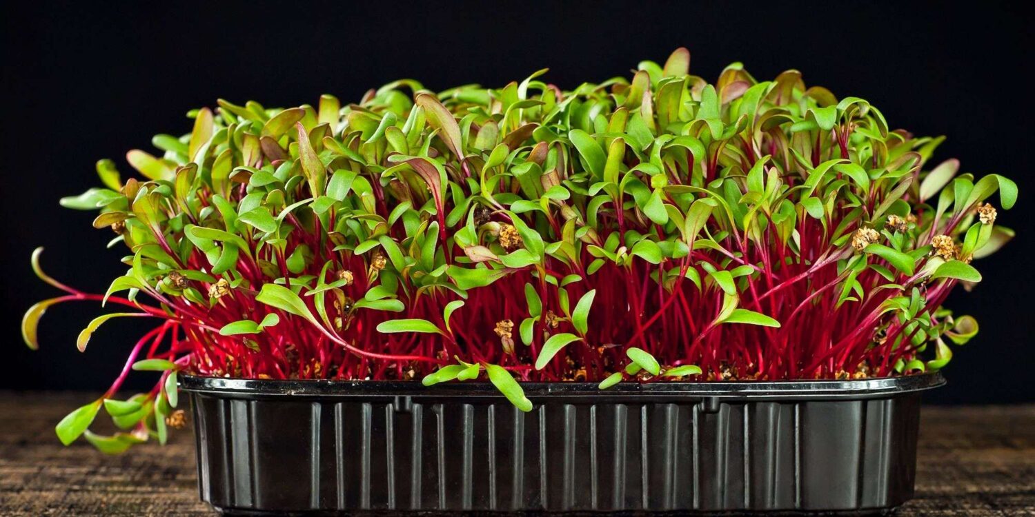 Beets microgreens grown in a black container with a black photo background