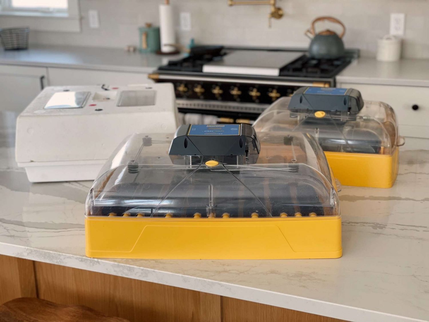 Staging photo of 3 different incubators on a kitchen island