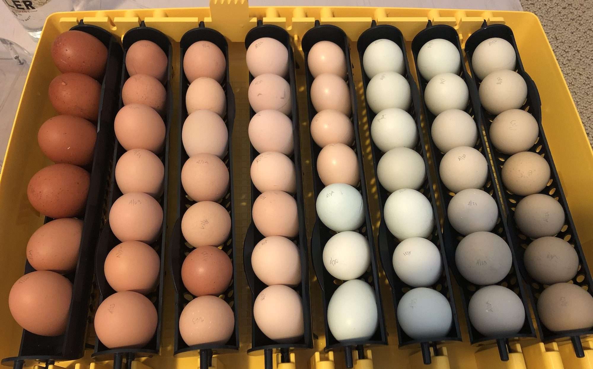 56 eggs loaded into egg turner trays of an incubator