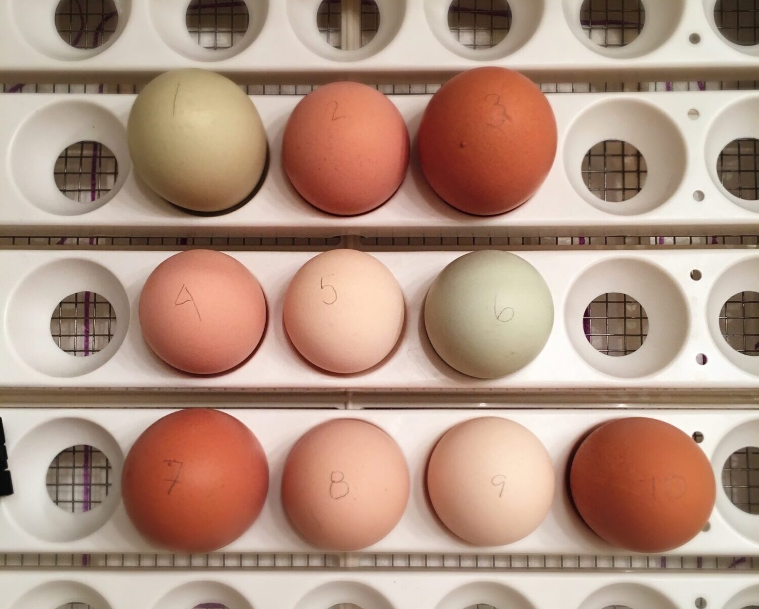 10 eggs in an incubator