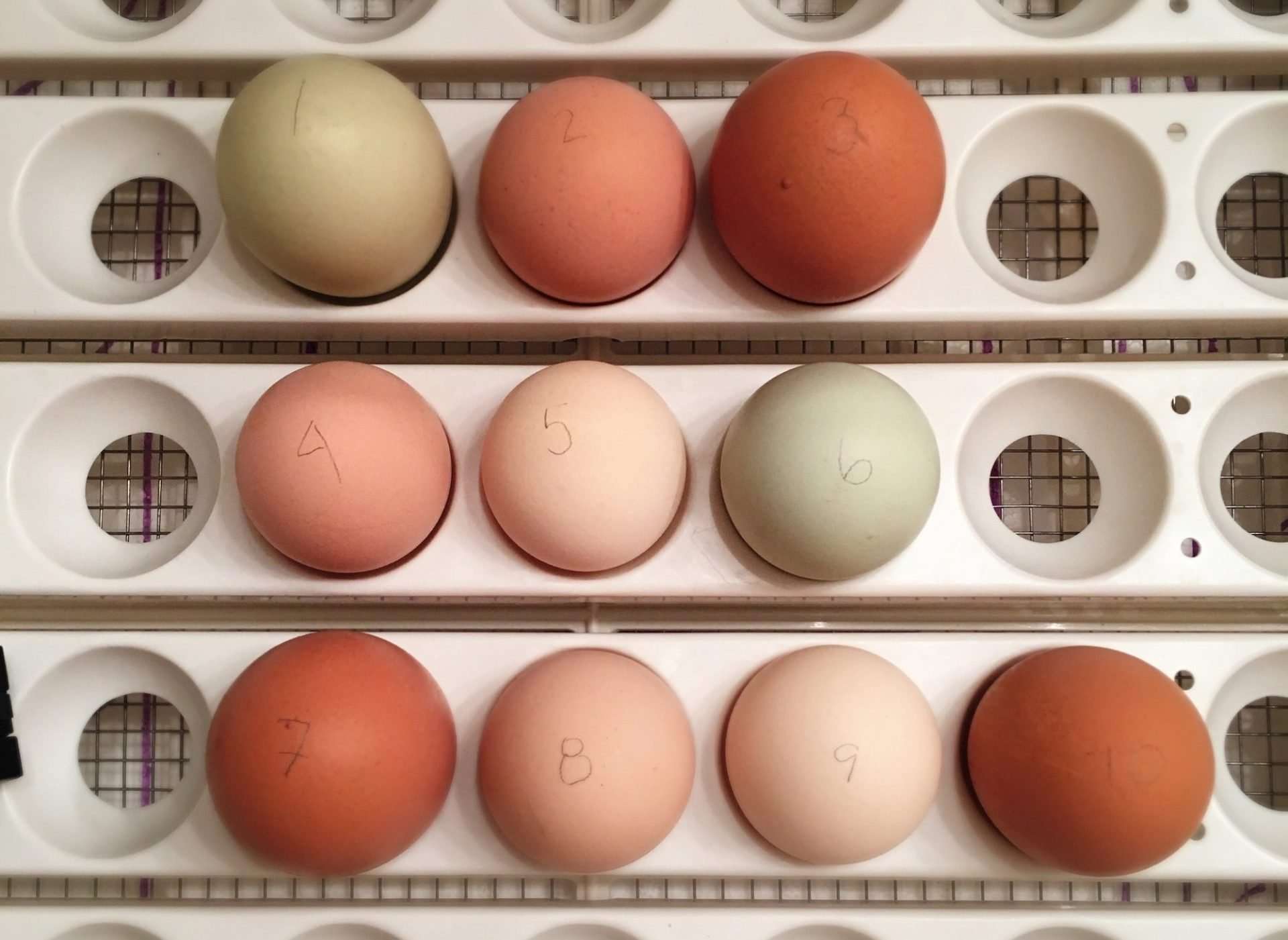 10 eggs in an incubator