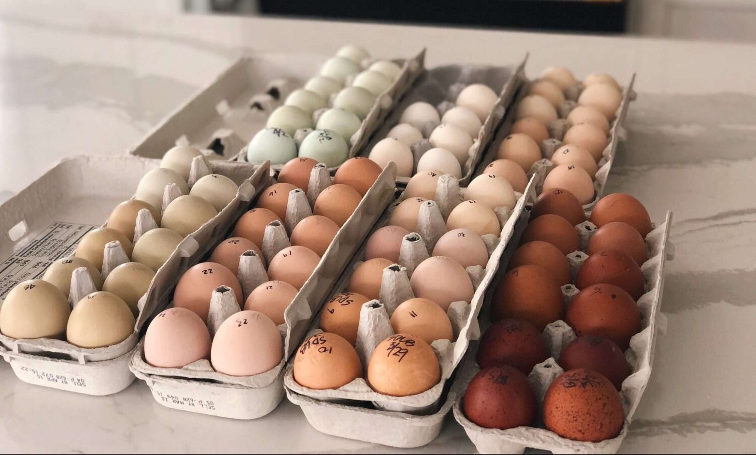 7 dozen colorful hatching eggs sitting on kitchen counter
