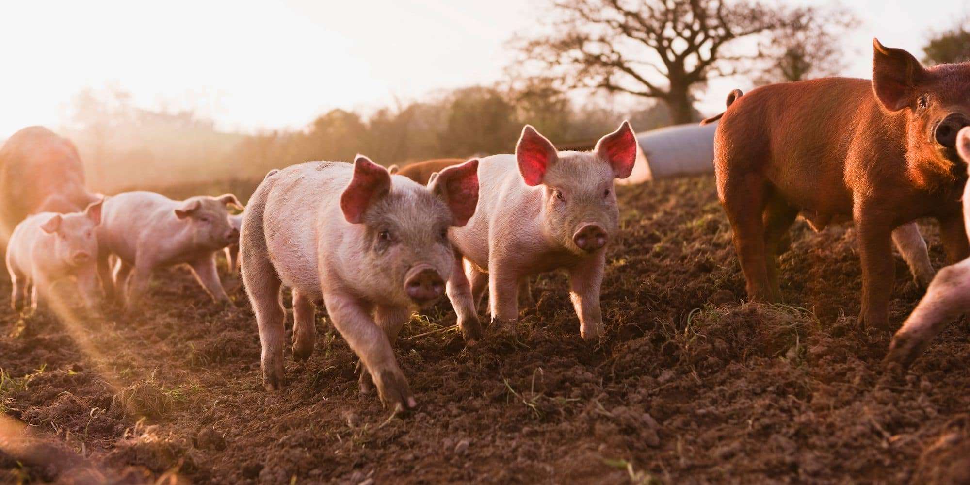 Pigs outside on pasture