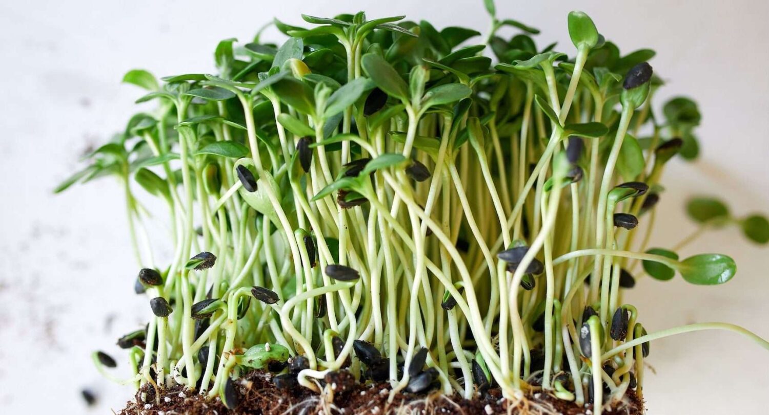 Sunflower Microgreens grown in soil over a white background