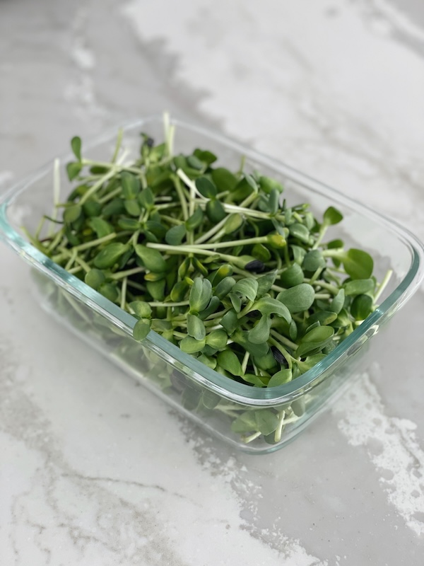 A glass bowl full of freshly harvested sunflower microgreens sitting on a kitchen countertop