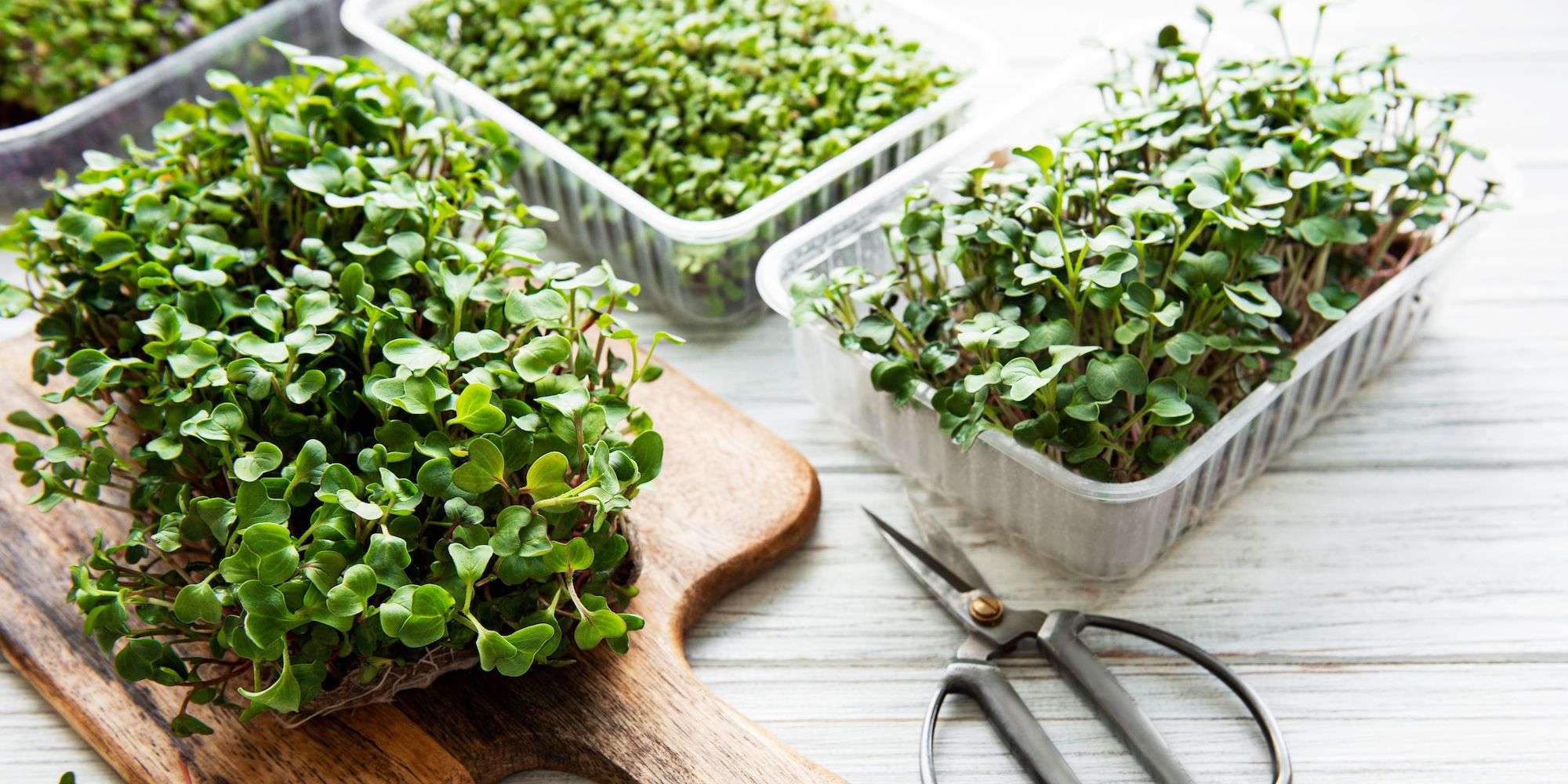 3 containers of microgreens sitting on a kitchen island. A wooden cutting board with small scissors.