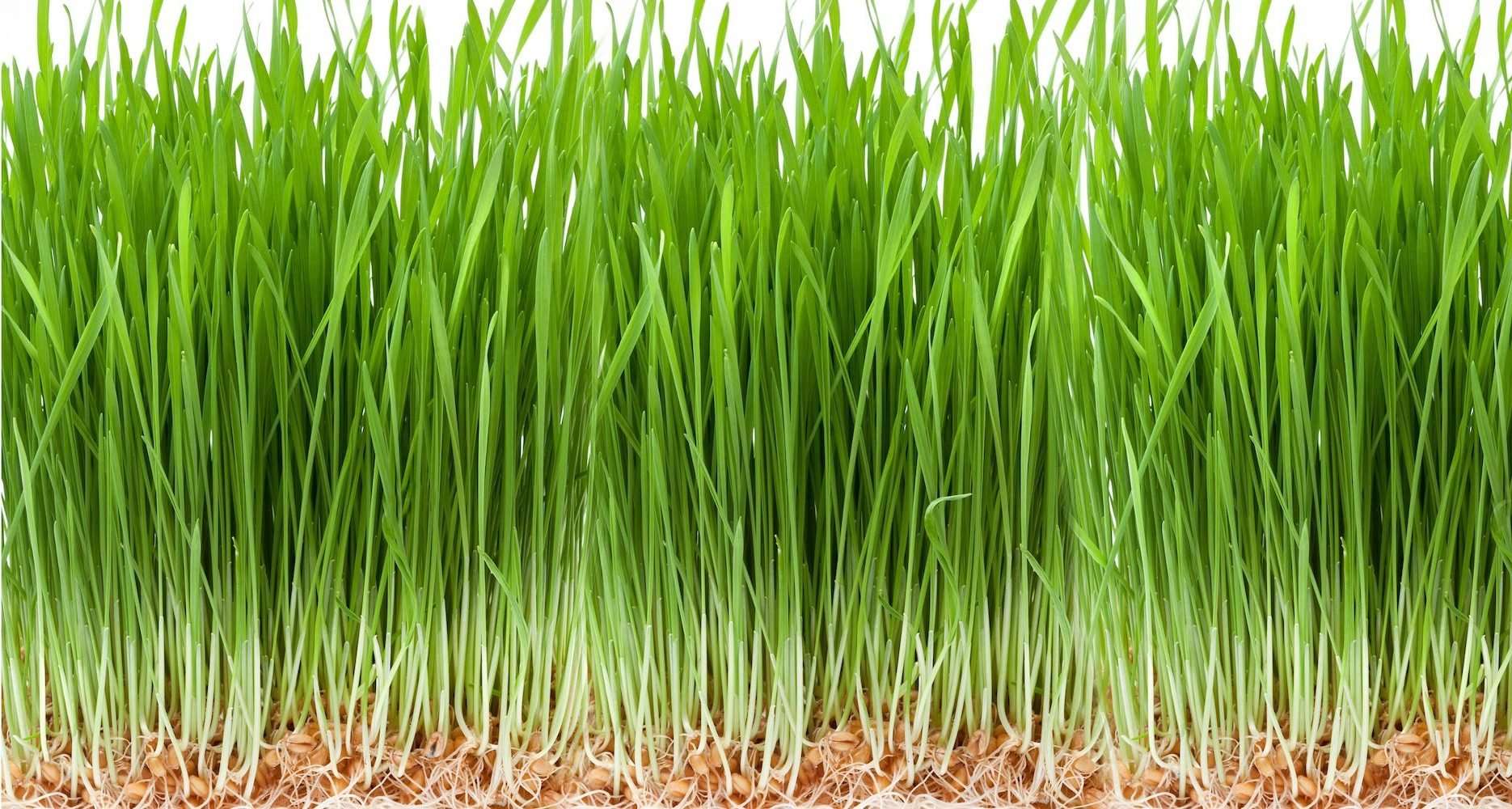 Close up photo of wheat grass from the side