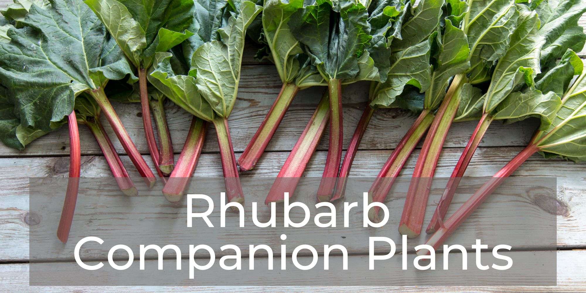 10 Rhubarb Companion Plants