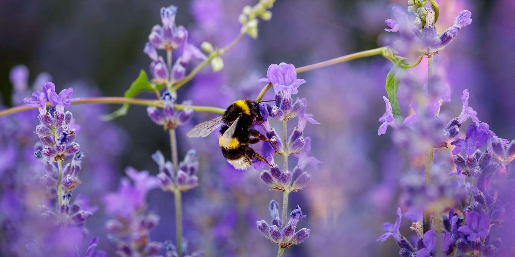 bumble bee getting nectar out of a purple plant
