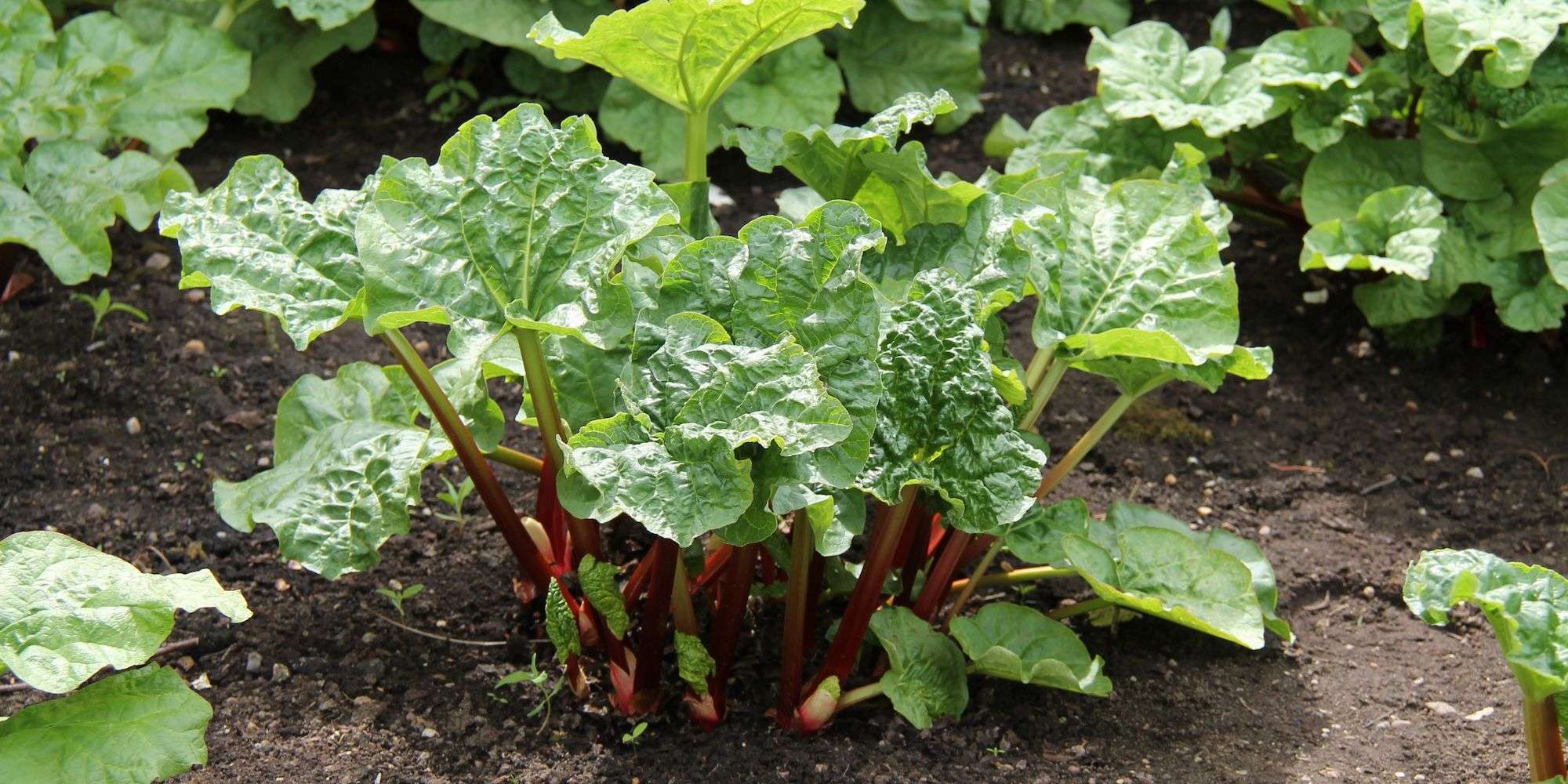 Rhubarb plant in the garden