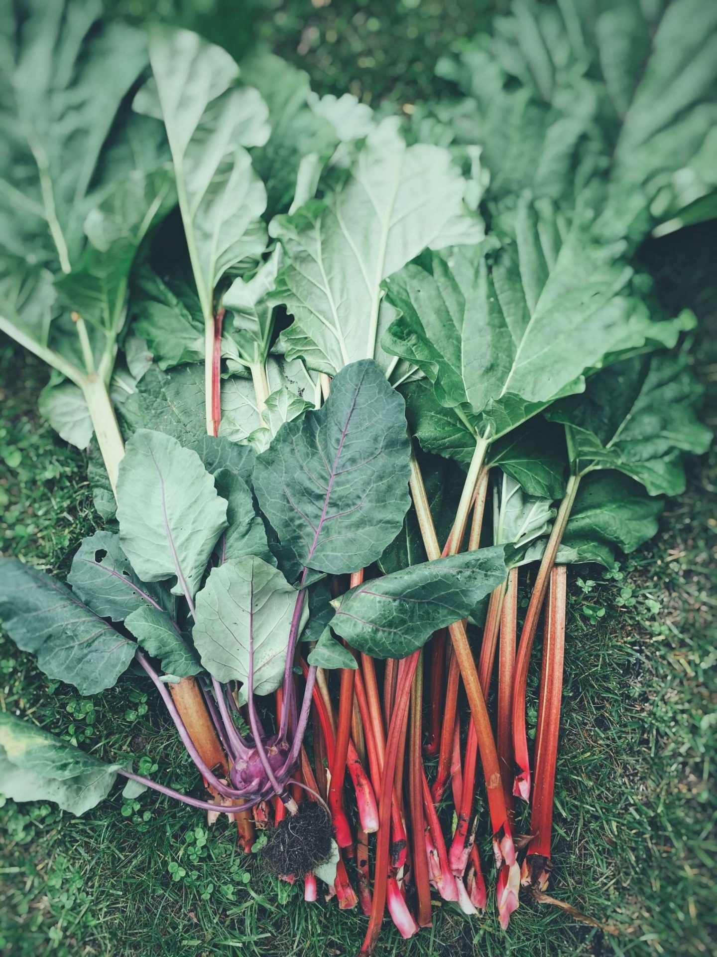 Stalks of rhubarb laying on the grass next to a purple kohlrabi