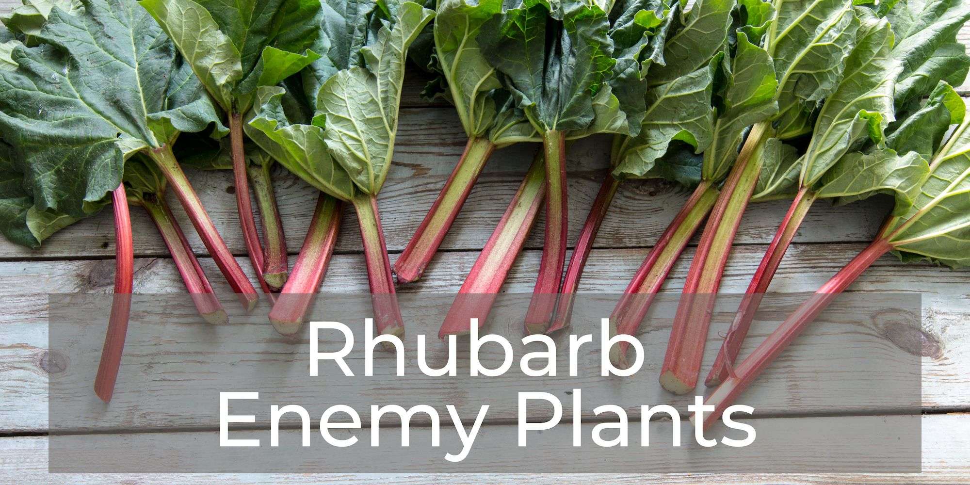 Rhubarb enemy plants