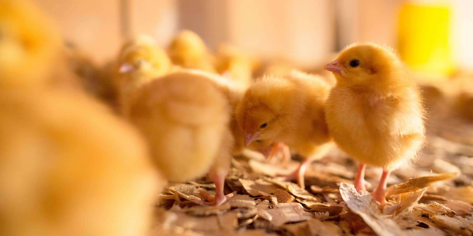 Yellow baby chicks together in a brooder