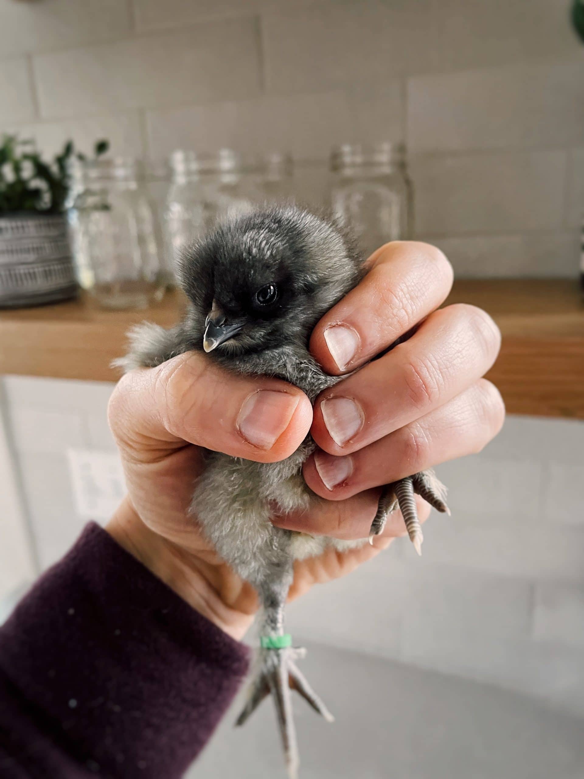 A grey baby chick being held by a hand
