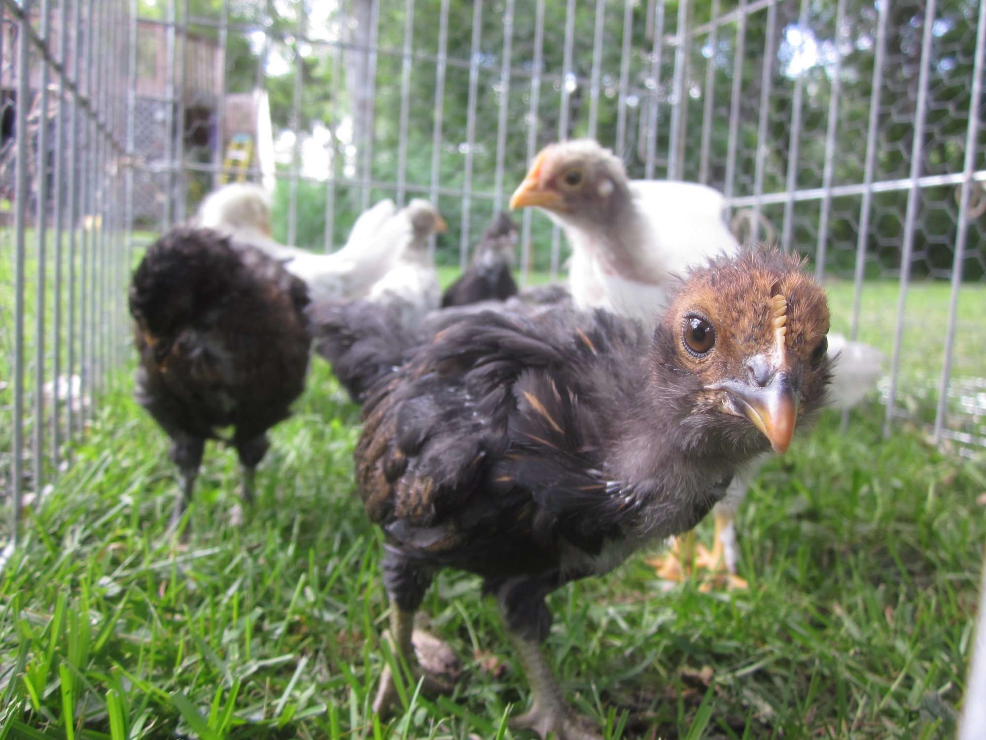 Teenaged chickens in a dog kennel outside for protection