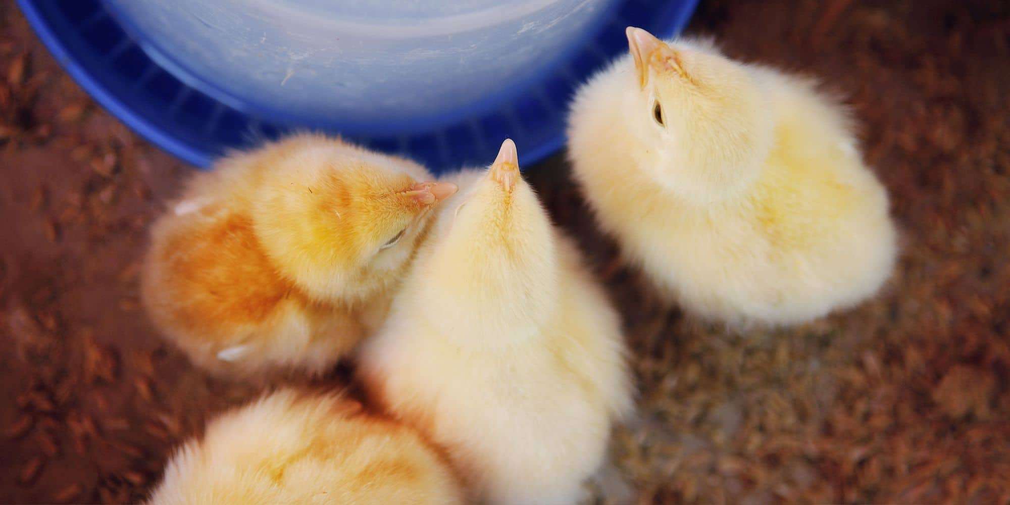 4 yellow chicks drinking water out of a blue waterer