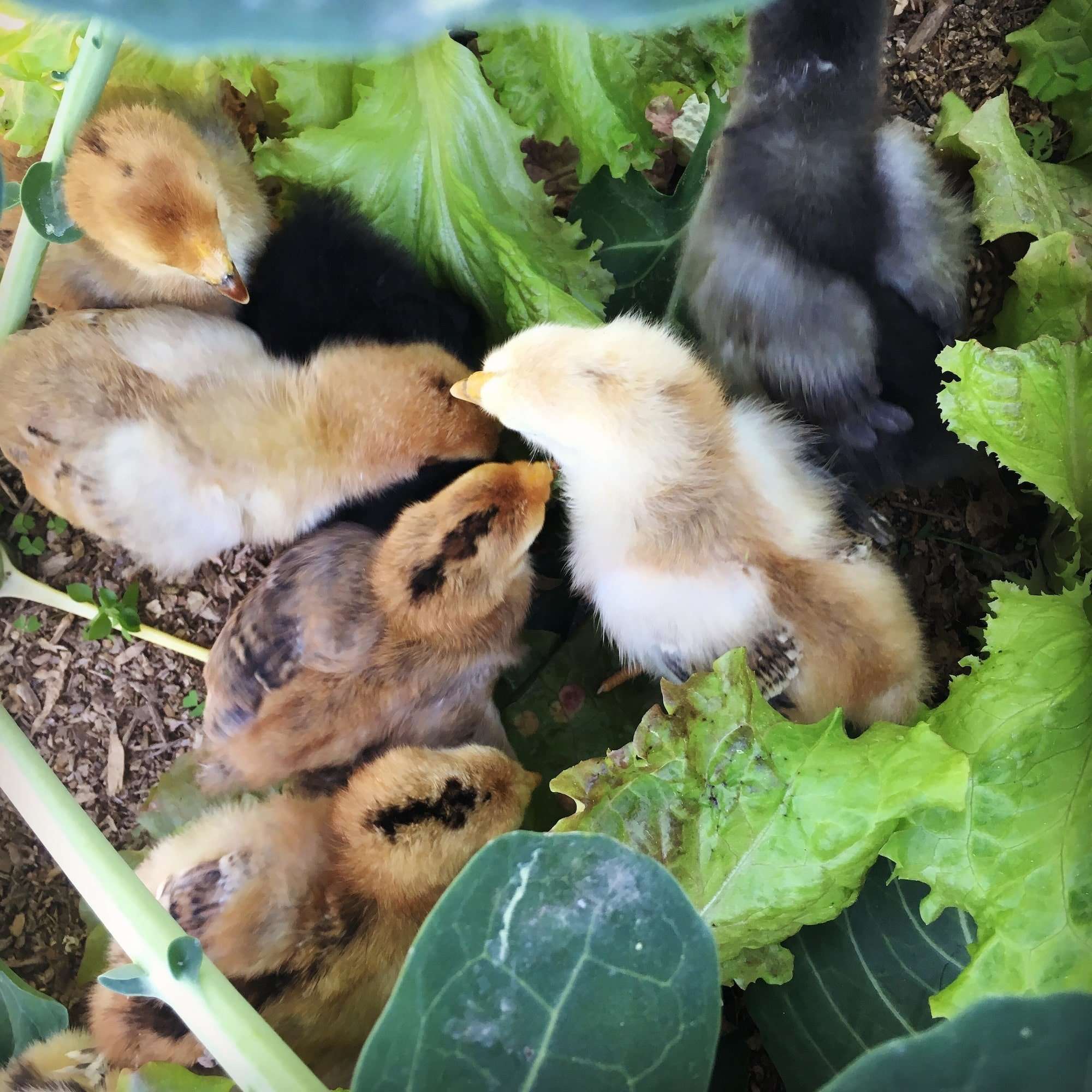 Aerial view of baby chicks in the garden