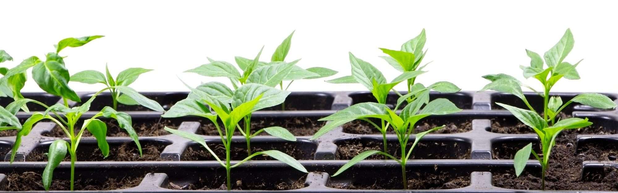 Many pepper seedlings in a row