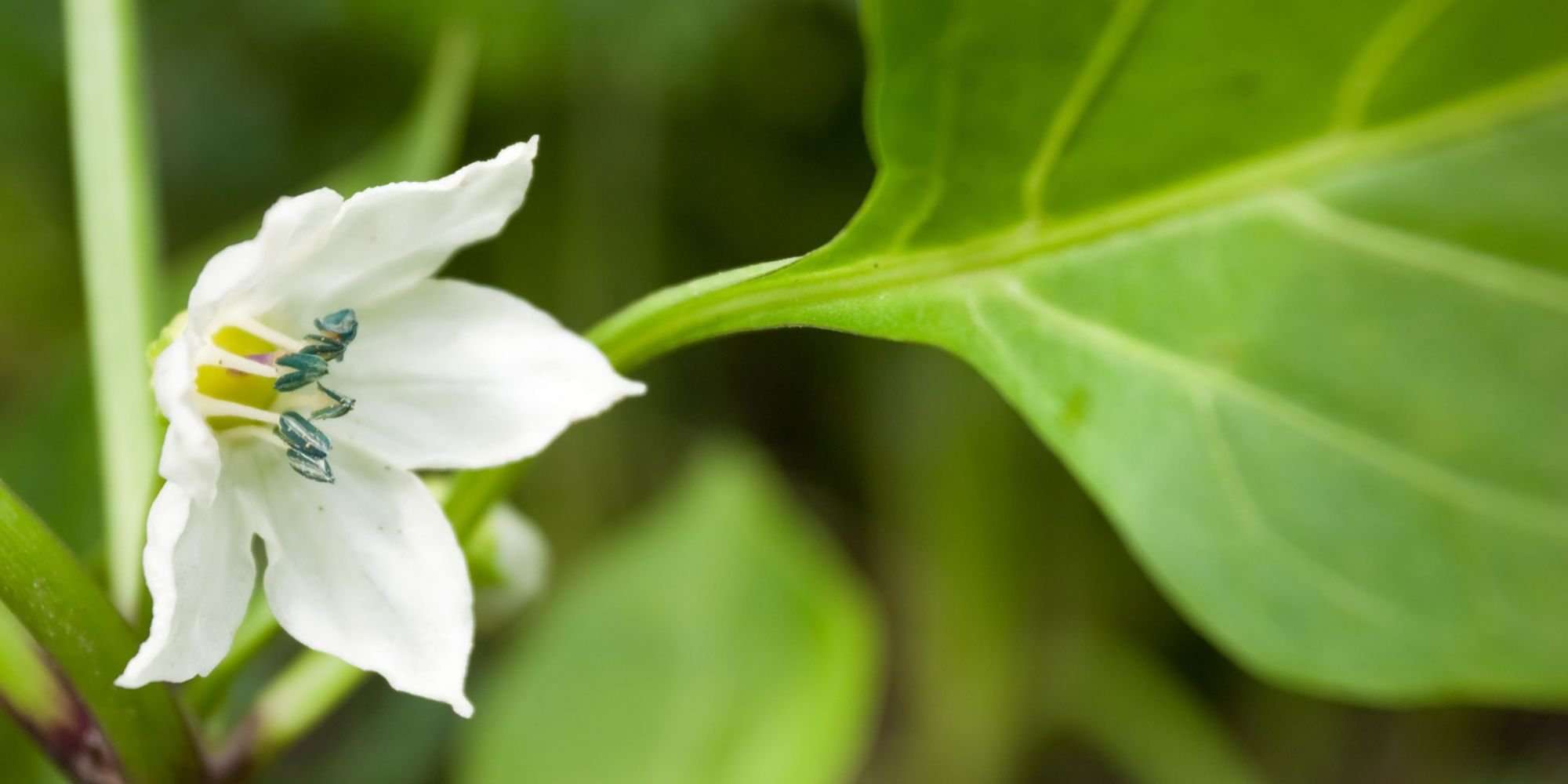 Close up photo of a pepper plant bloom