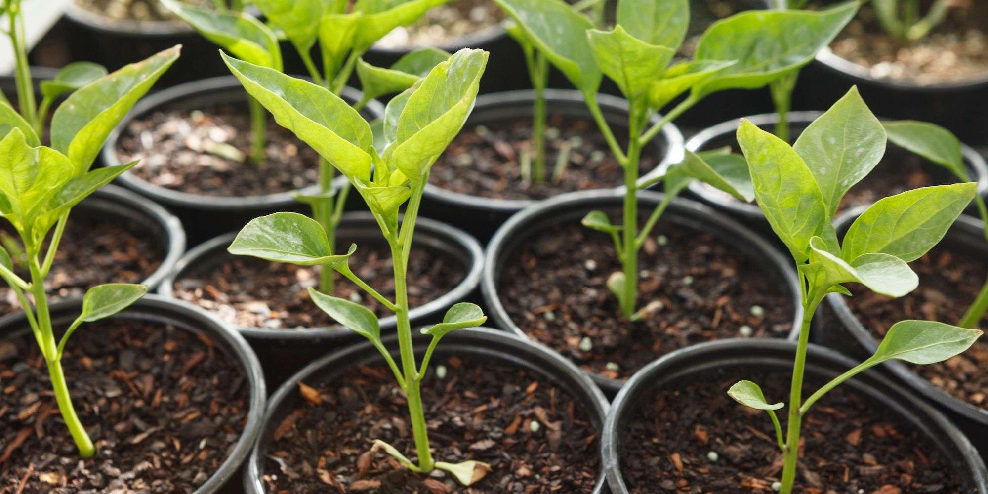 Pepper seedlings in 3" pots in a group