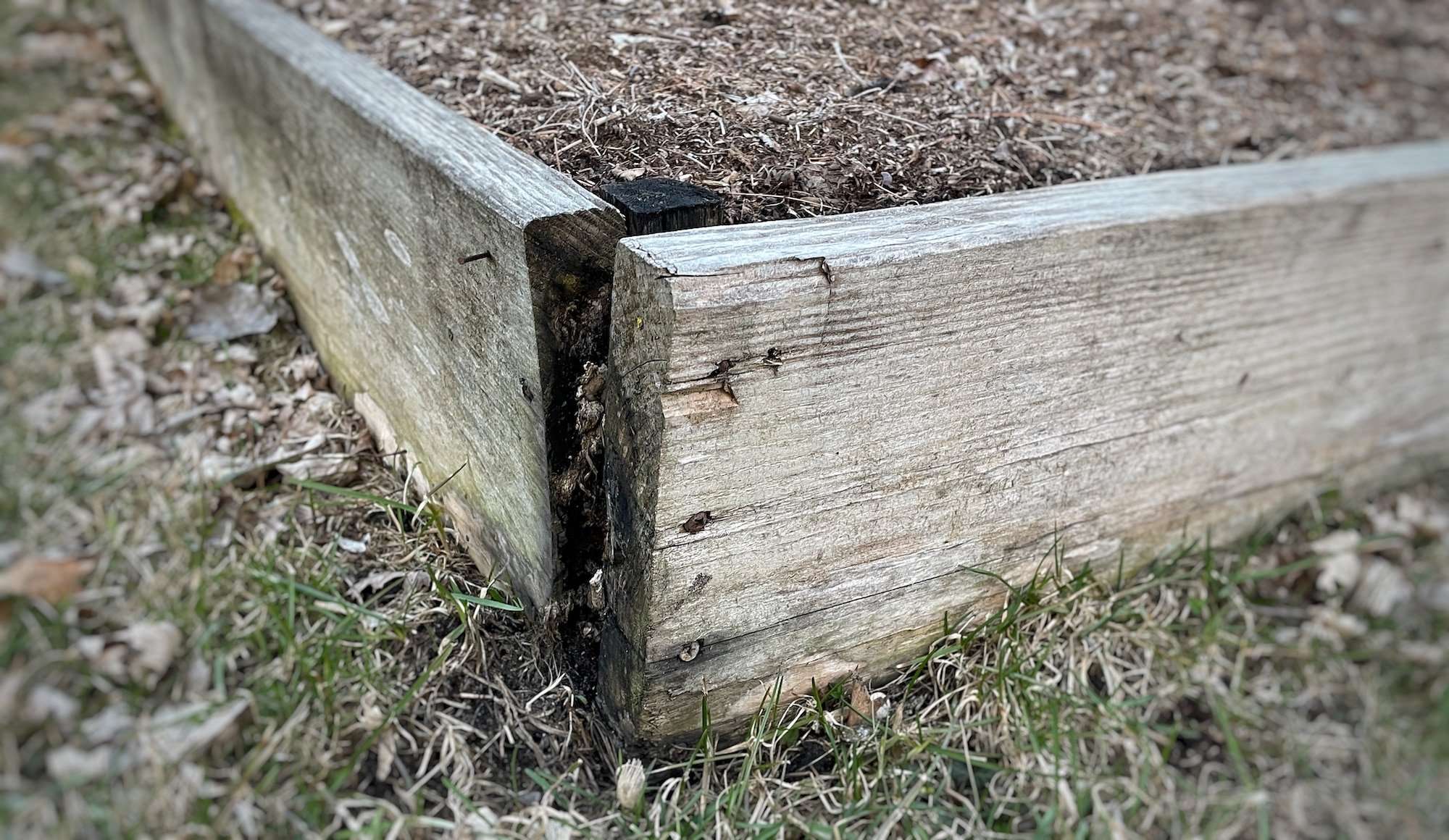 Photo of aging untreated pine as a raised bed. It is falling apart.