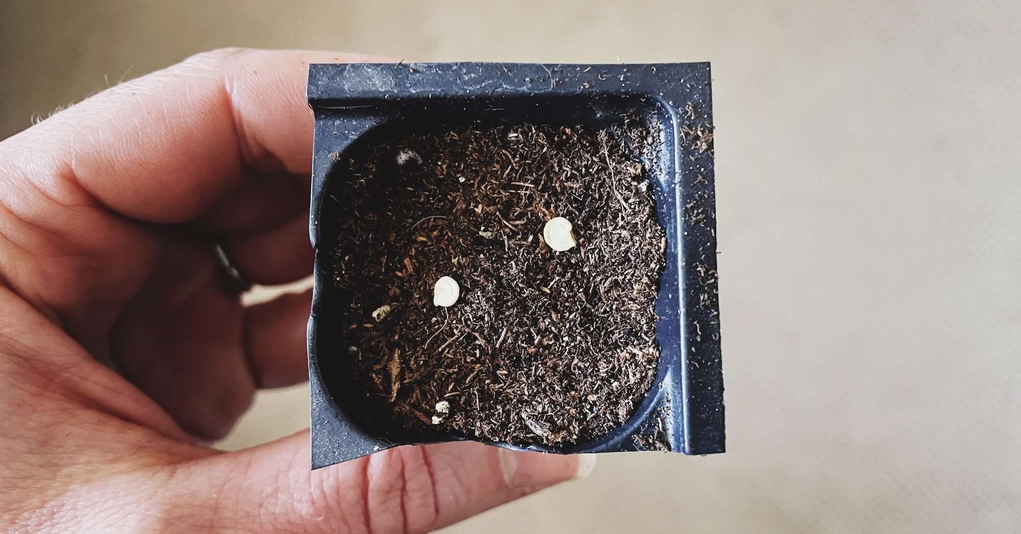 2 pepper seeds placed in a 1.5" pot of soil