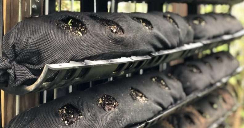 Vertical Garden Supply growing socks without plants