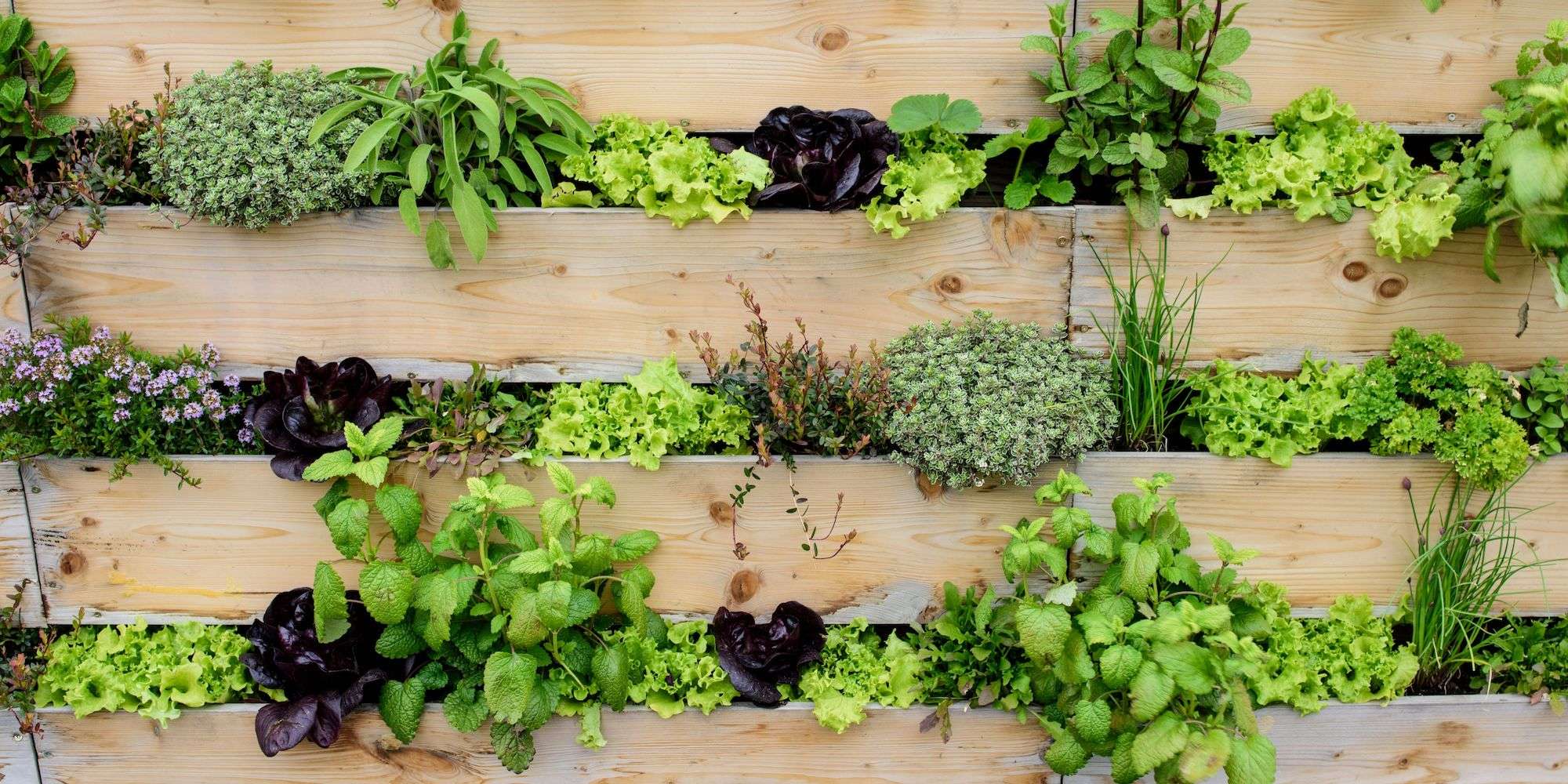 A simple wooden vertical garden filled with growing plants