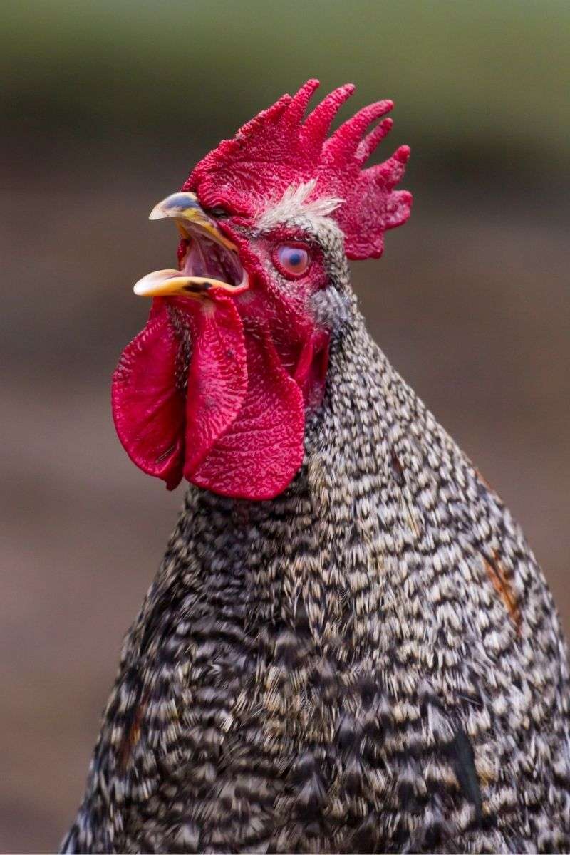 Rooster vs. Hen: Know Before They Crow - Backyard Poultry