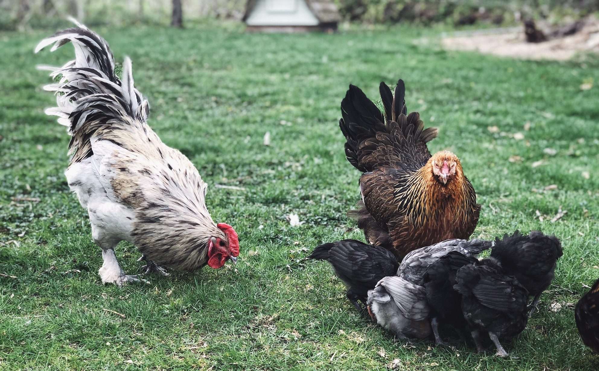 Broody hen with her chicks in the yard next to a rooster