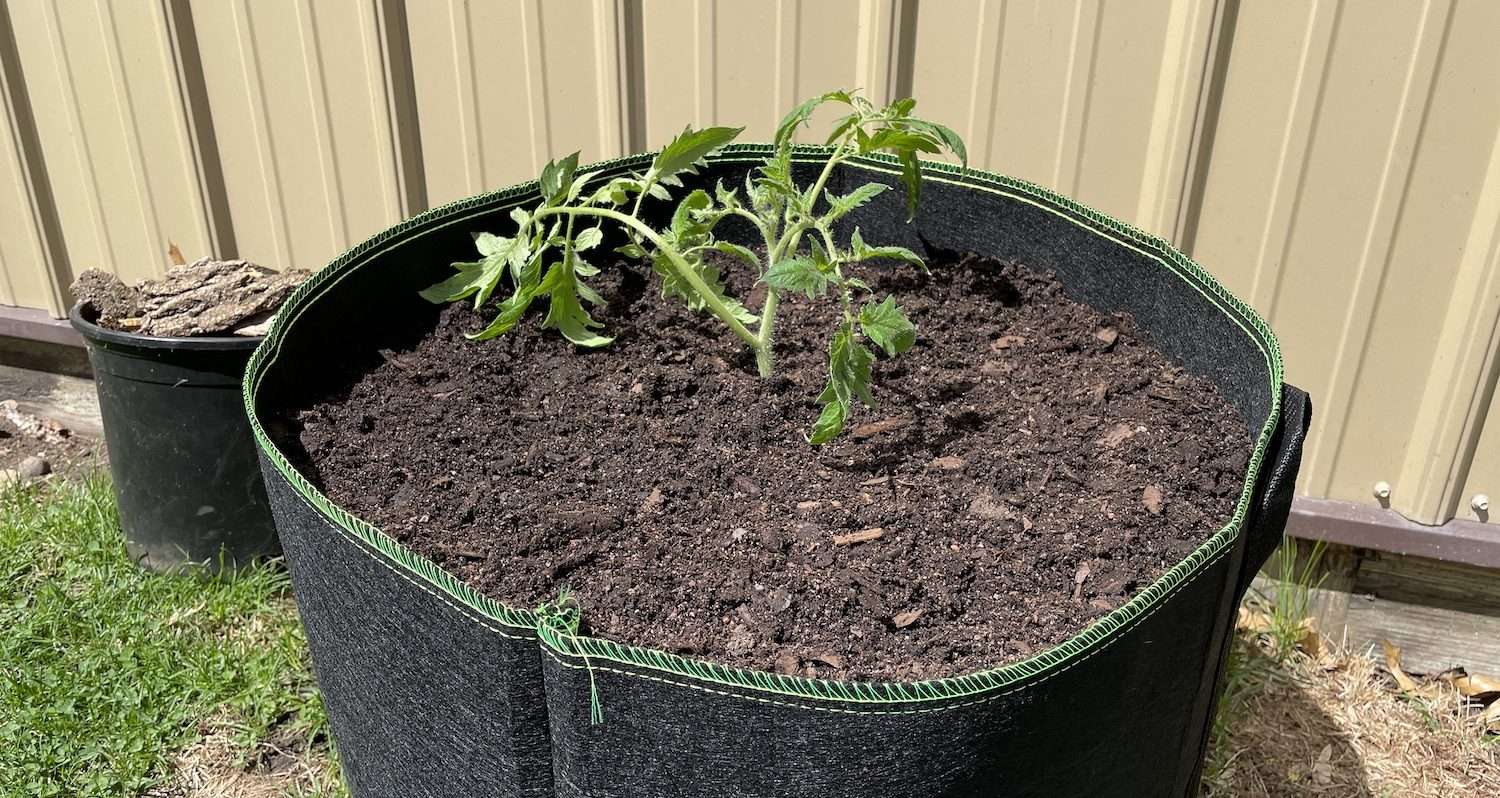 freshly planted tomato plant in a planting bag