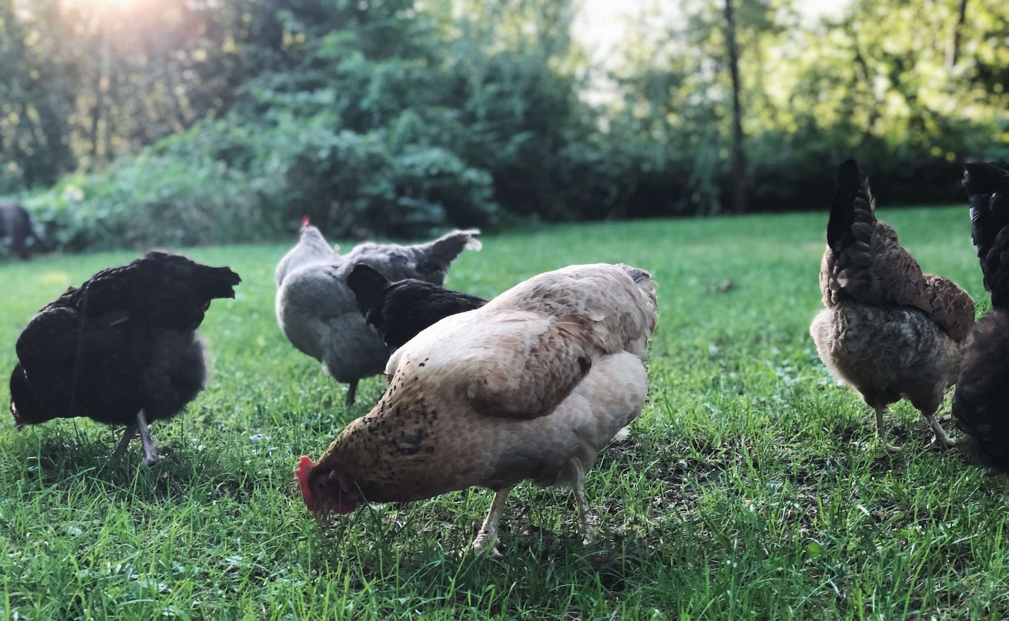 Hens pecking at greens in the yard at sunset