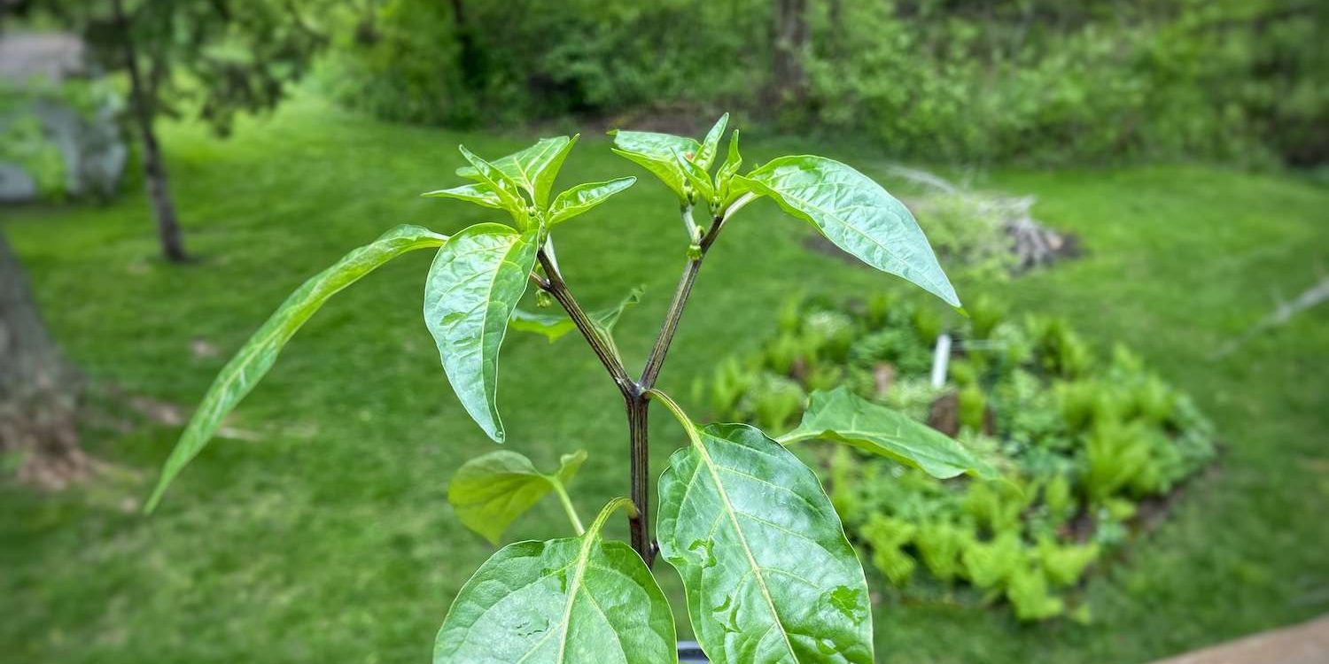 A photo of a pepper plant that has naturally divided into 2 stems