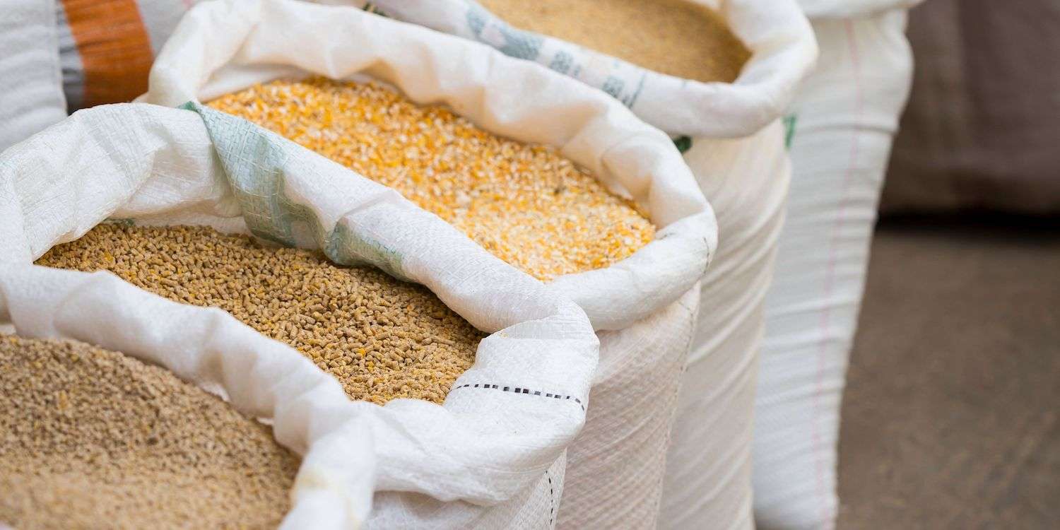 White bags filled with grain in a row