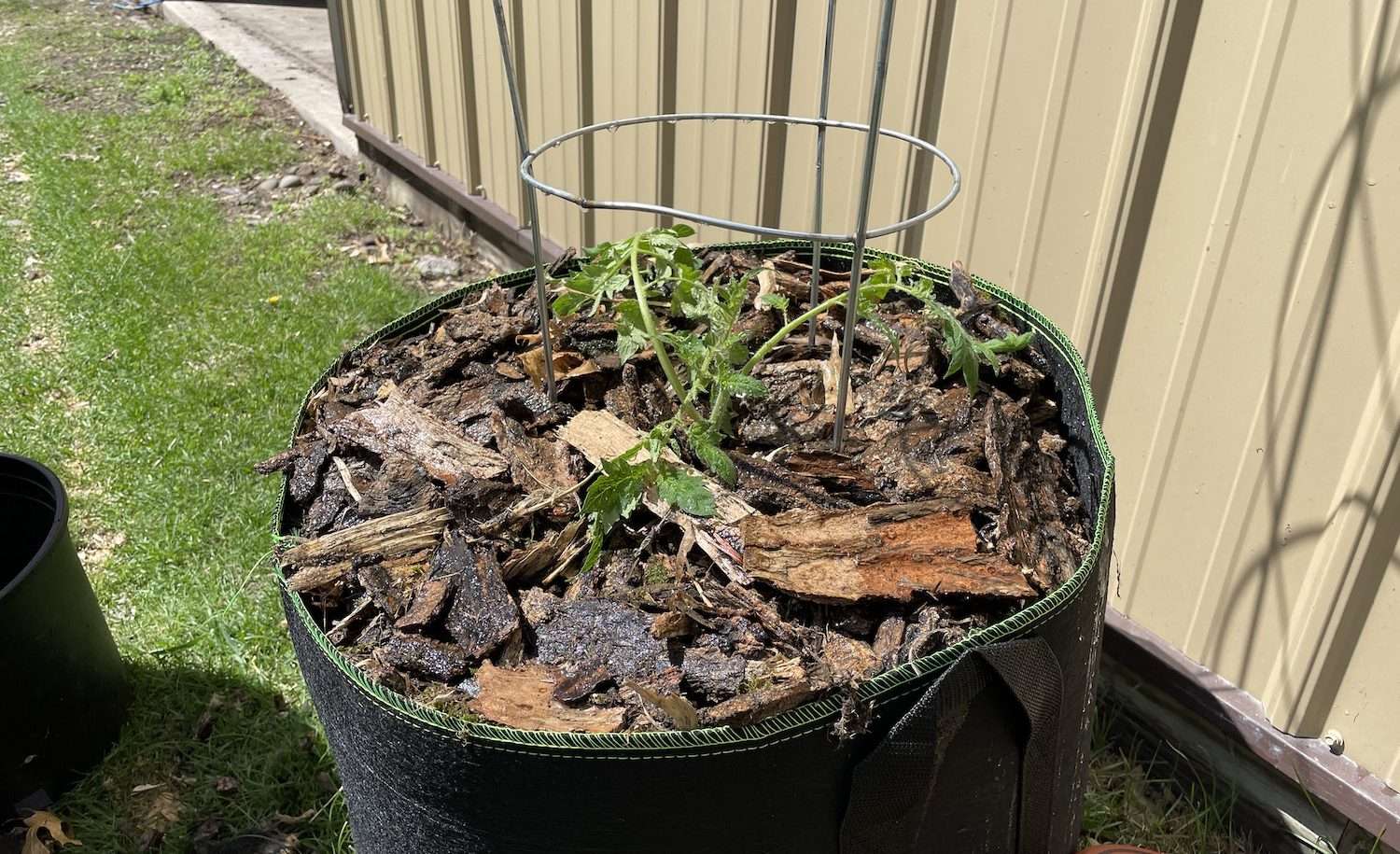 A completed planting of a tomato in a grow bag outside
