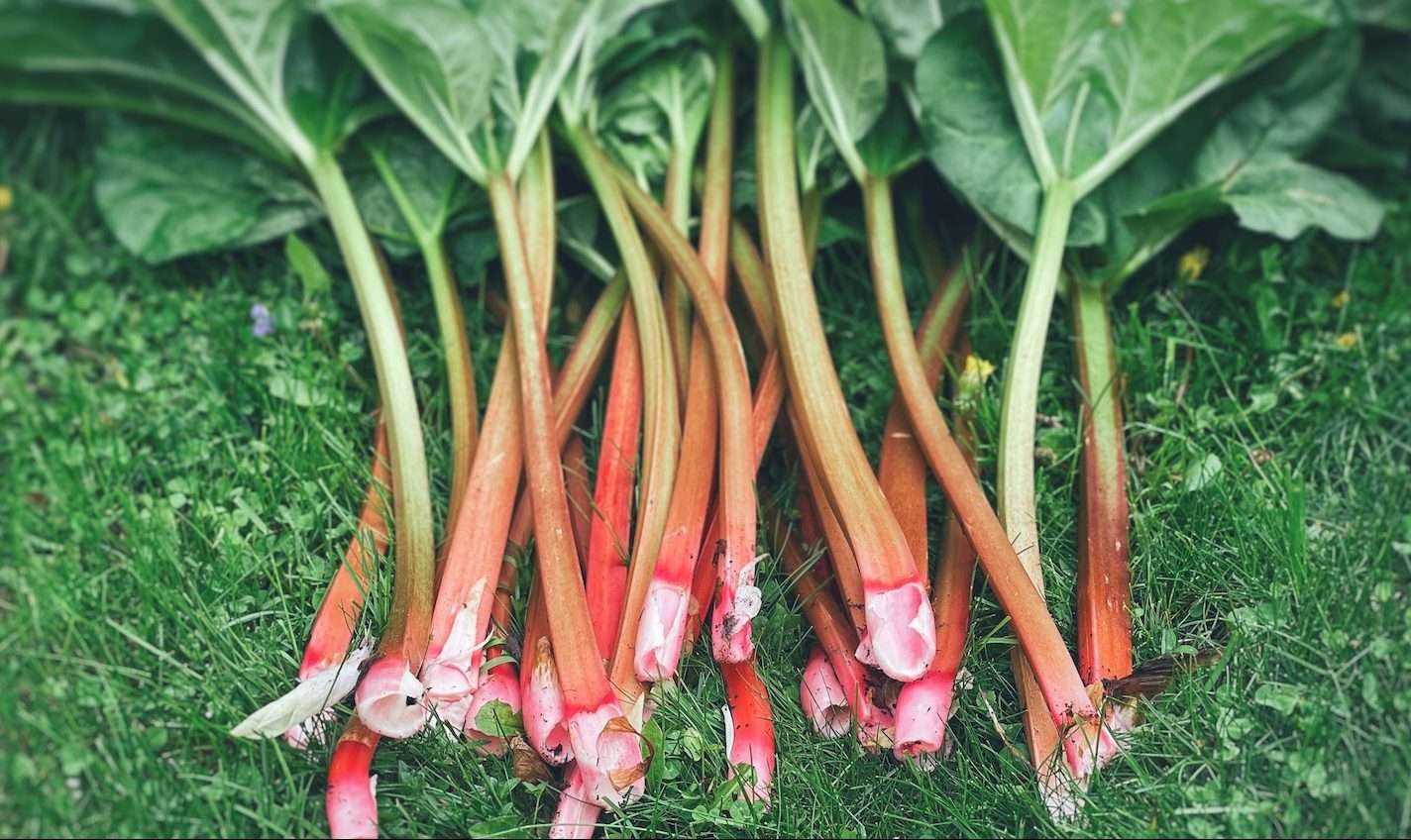 Rhubarb freshly picked and laying on the grass after harvest