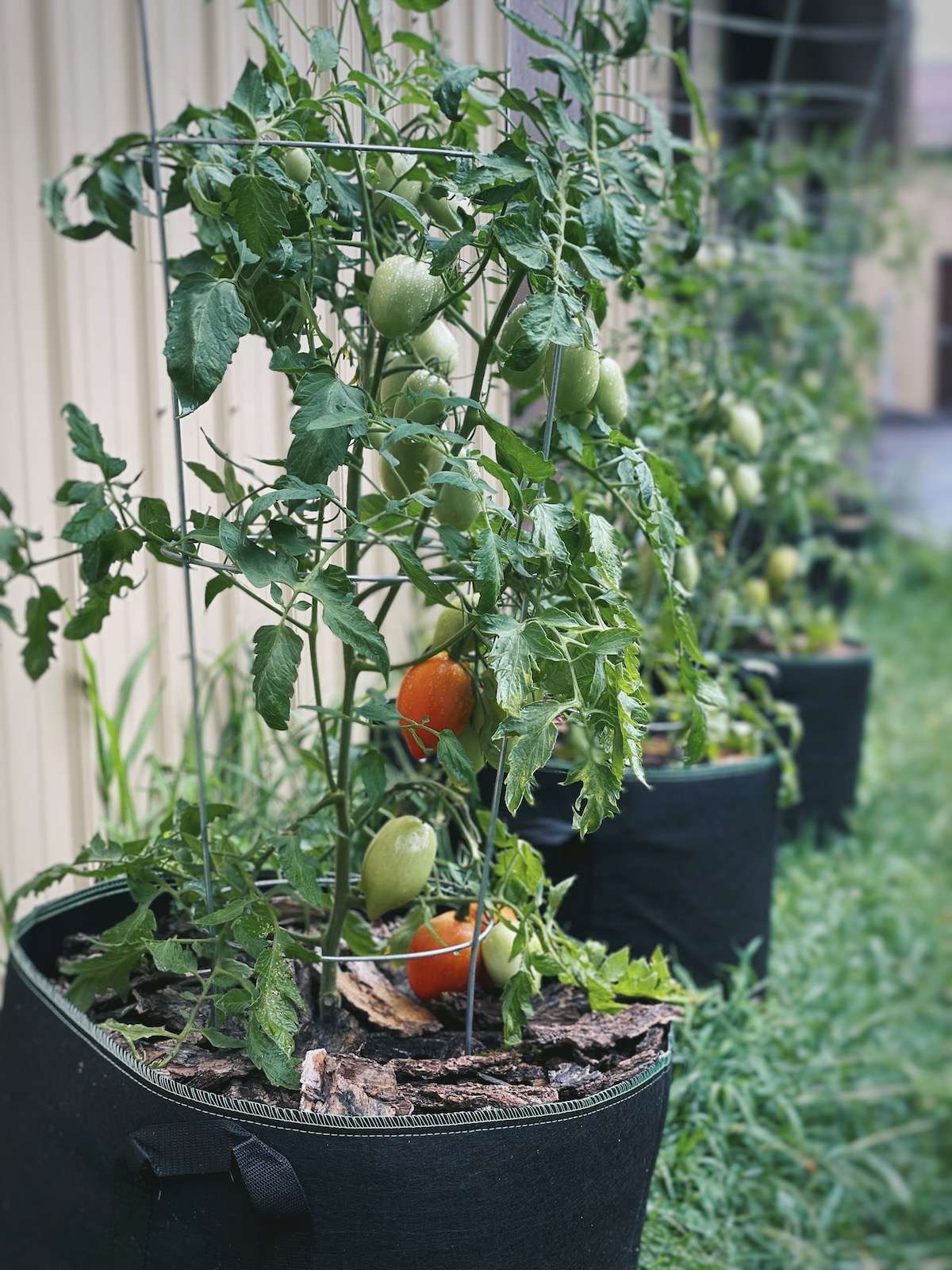 3 tomato plants in a row along a building. Planted in black grow bags.