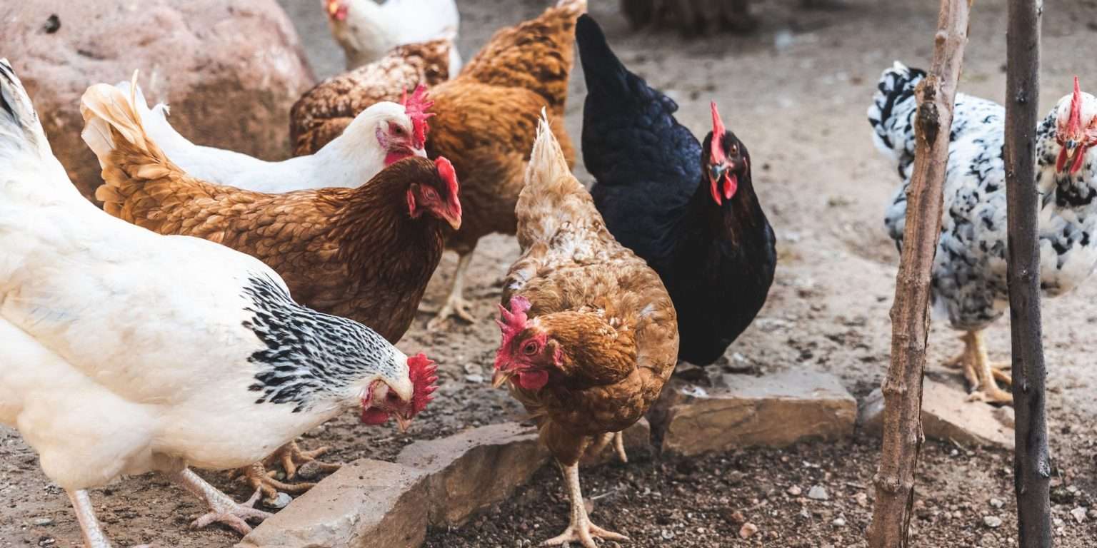 Are Chickens Noisy? The Homesteading RD