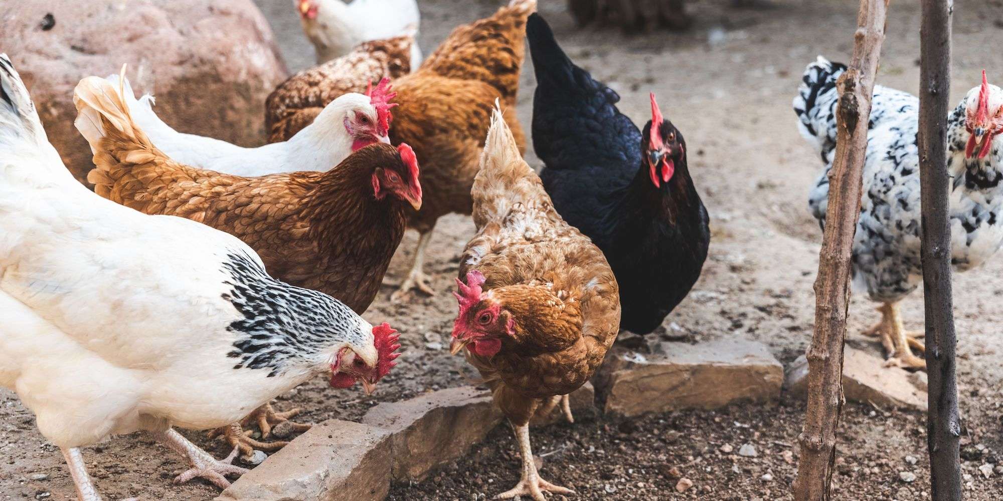 Group of hens together outside